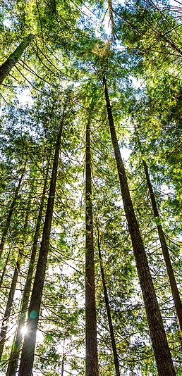 Tree Relaxing Side Banner